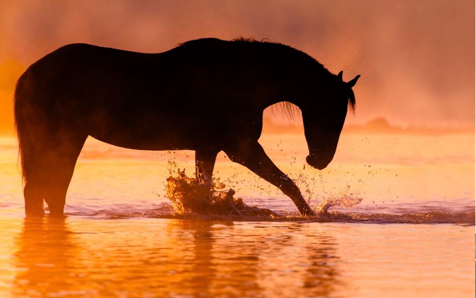 Looking deeper than lameness